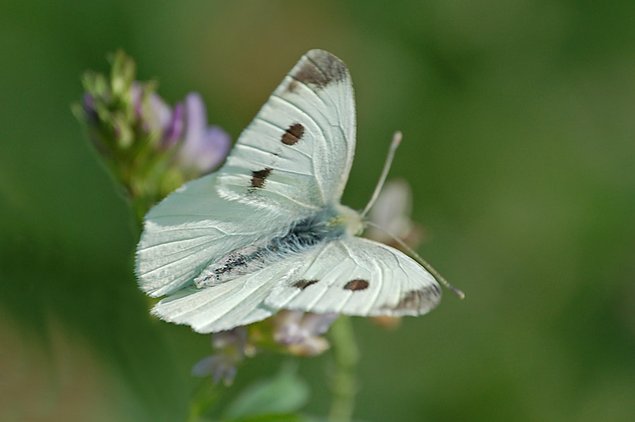 Pieris ...sp?